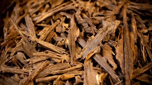 What Is Oud: A Deep Dive into Its History, Uses, and Luxurious Appeal 5 What Is Oud