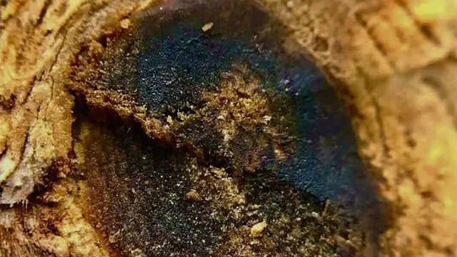 What Is Oud: A Deep Dive into Its History, Uses, and Luxurious Appeal 8 What Is Oud